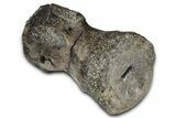 Sauropod (Diplodocus?) Distal Caudal Vertebra - Wyoming #377935-4